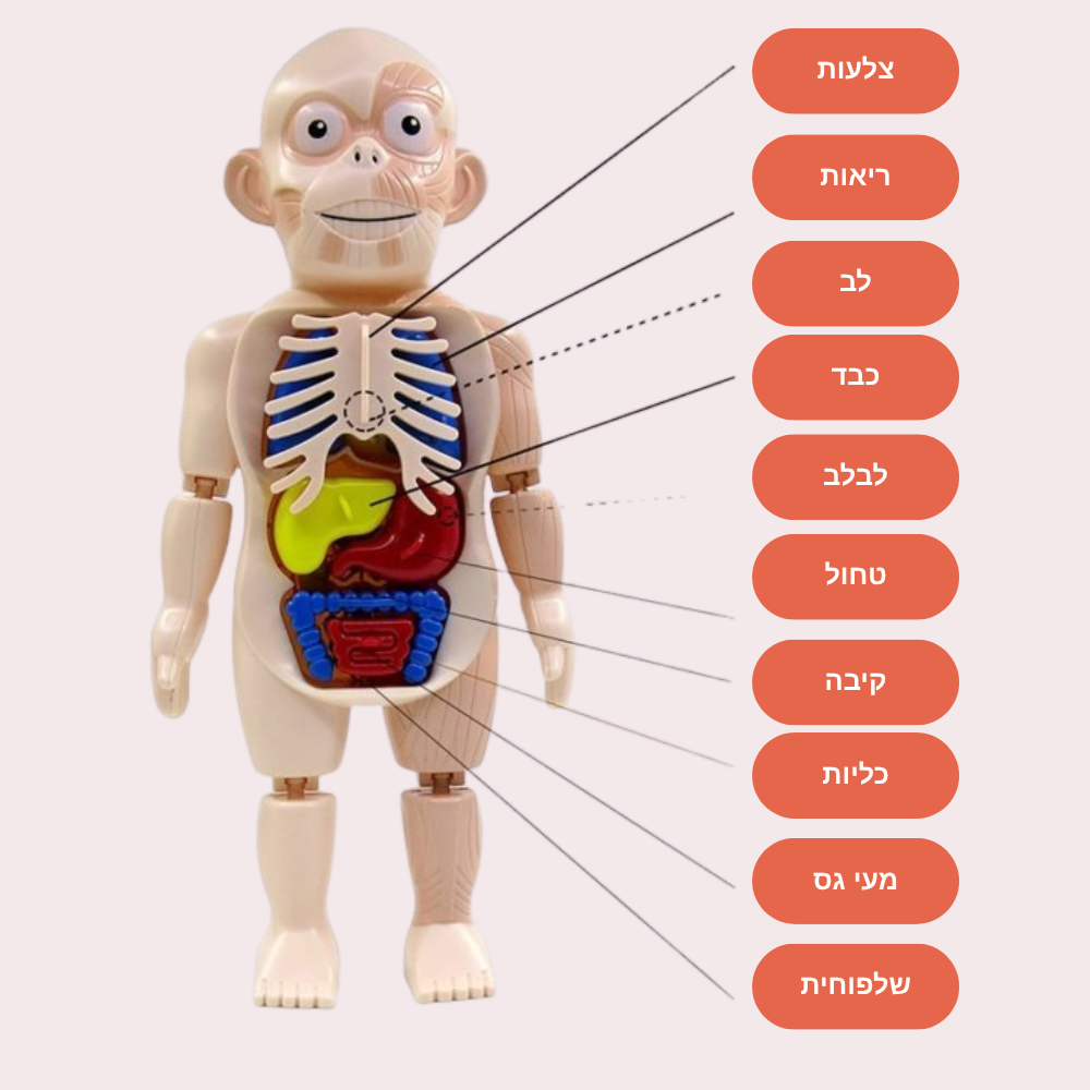 בובת מודל אנטומיה של גוף האדם