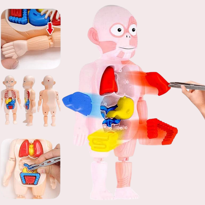 בובת מודל אנטומיה של גוף האדם