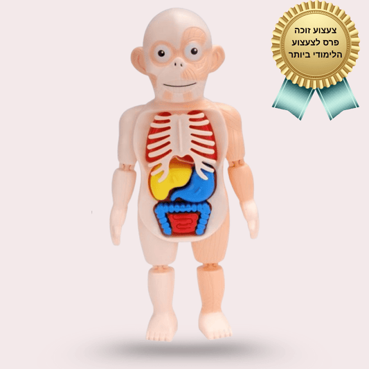 בובת מודל אנטומיה של גוף האדם - מודינו