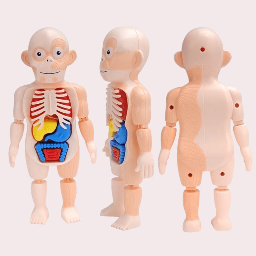 בובת מודל אנטומיה של גוף האדם - מודינו