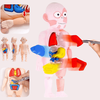 בובת מודל אנטומיה של גוף האדם - מודינו