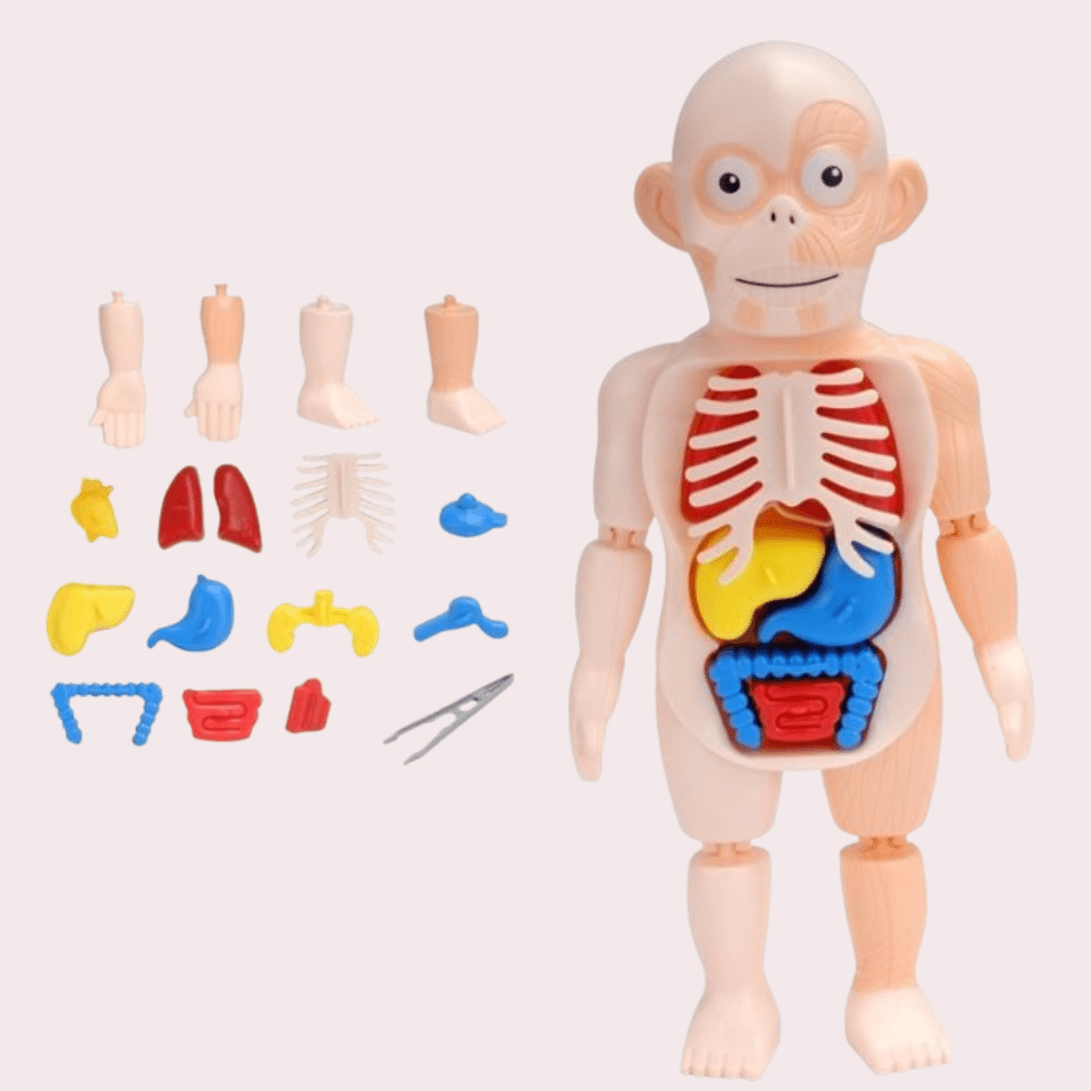 בובת מודל אנטומיה של גוף האדם - מודינו