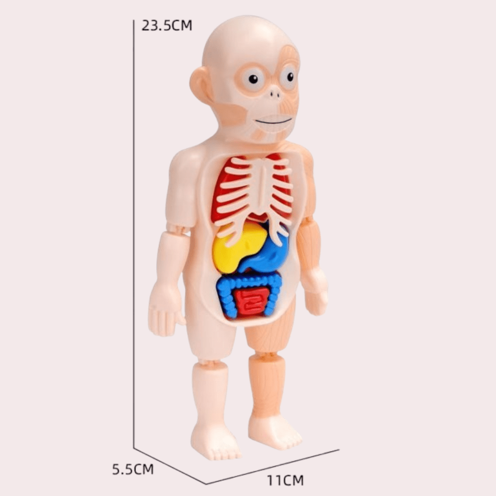 בובת מודל אנטומיה של גוף האדם - מודינו