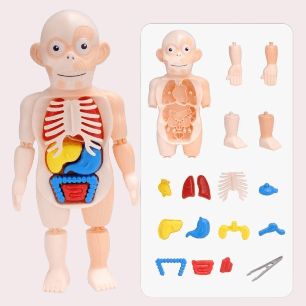בובת מודל אנטומיה של גוף האדם - מודינו